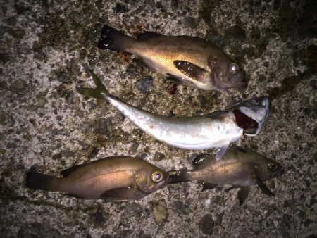 メバリングで3目釣り