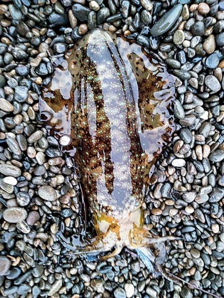 やっぱりイイ潮みたいです!!