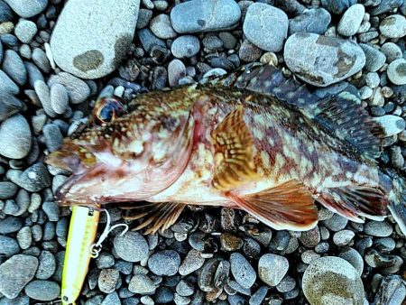 サーフでも　ガシラできました!!