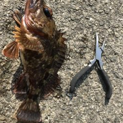 ガシラいいサイズ