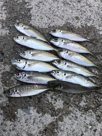 アジング 遠征再び