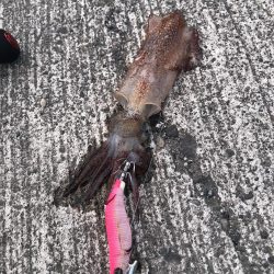 何イカだろう？