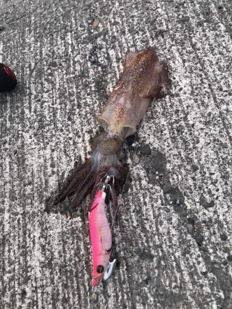 何イカだろう？