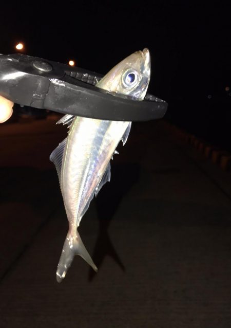 アジング、エギング