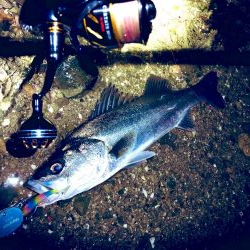 シーバスとエギングへ