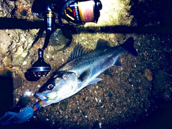 シーバスとエギングへ