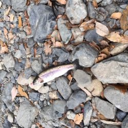 芥川マス釣り場