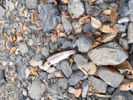 芥川マス釣り場