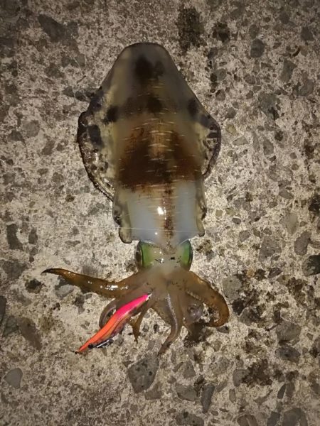 春アオリと、コウイカ