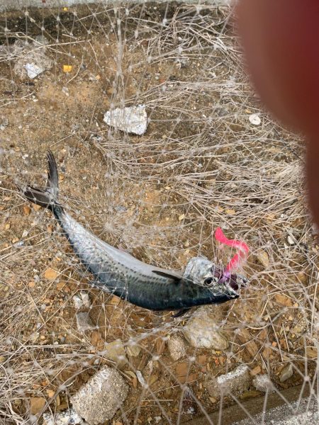 サゴシエーター