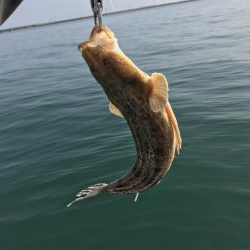 ボートシーバス