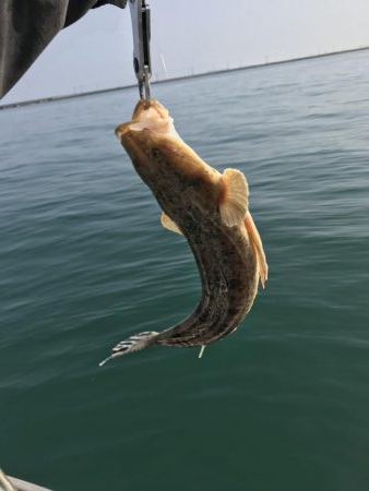 ボートシーバス