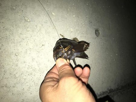 小ぶりになったメバル