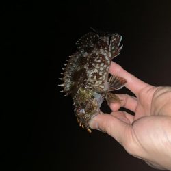 エギングの合間に