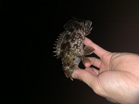 エギングの合間に