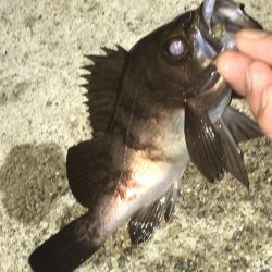 メバルさん遊んでくれました。