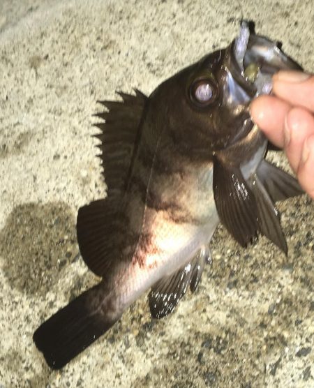 メバルさん遊んでくれました。