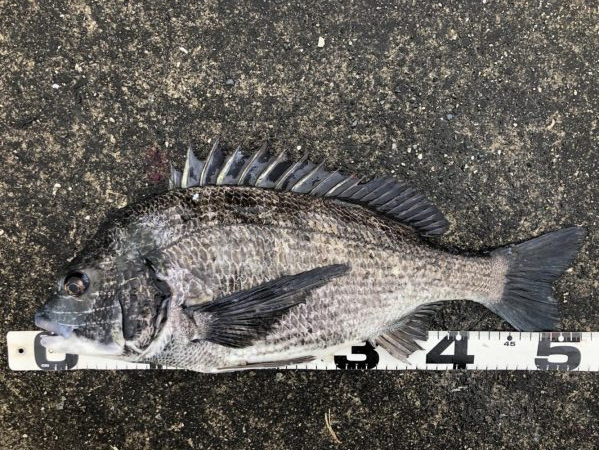 イチノ兄弟、釣果！