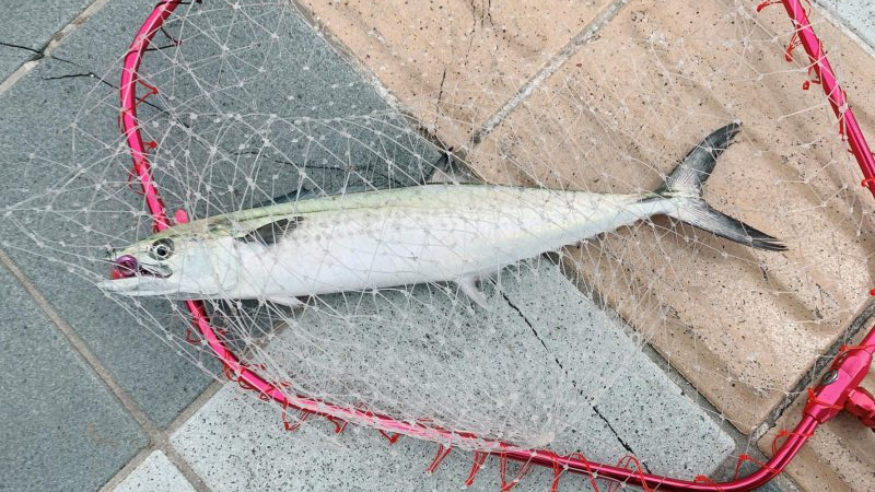 サゴシカッター