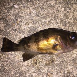 シャローメバル