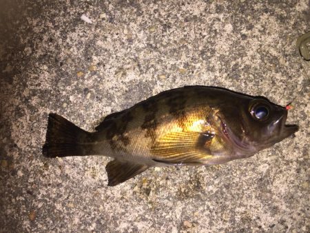 シャローメバル