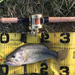 鯰イングのはずが