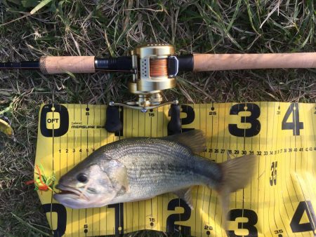 鯰イングのはずが