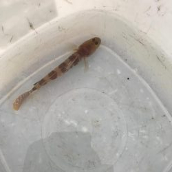 アジング釣れない