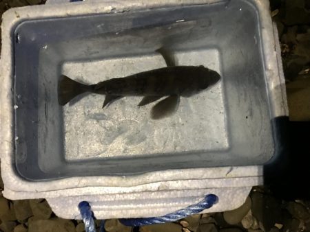 爆風 メバリング