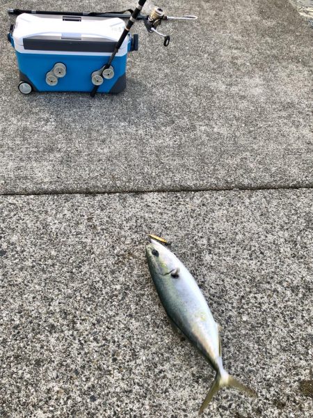 サゴシ祭りからのメジロ