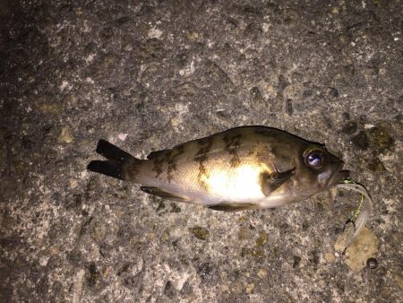 プラグは楽しい！