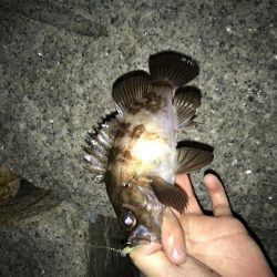 おチビちゃん連発