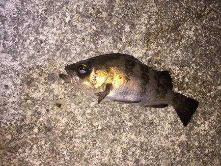 雨にも負けず！