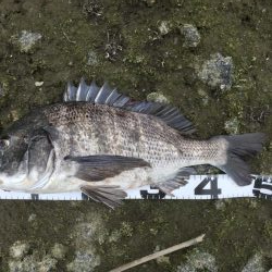 イチノ兄弟、釣果!