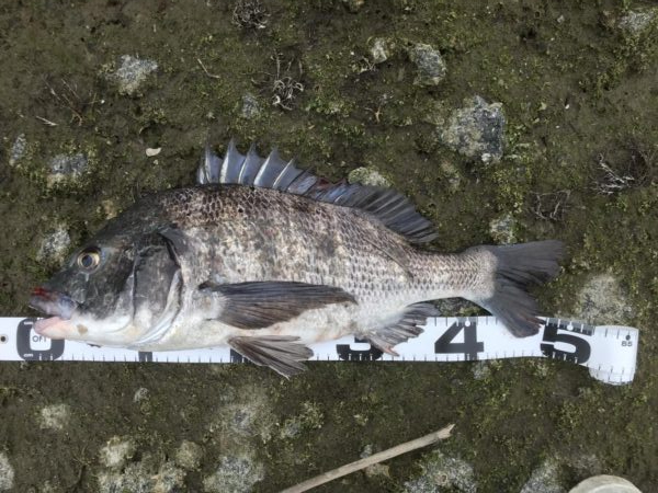 イチノ兄弟、釣果！