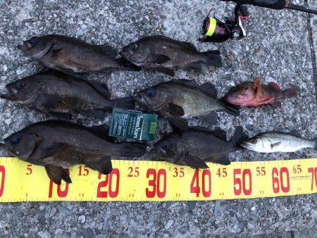 メバリングフィーバー！