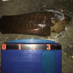 アオリイカ ガシラ