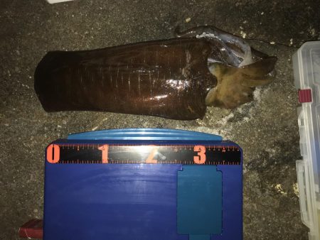 アオリイカ ガシラ