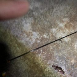 メバルが欲しい