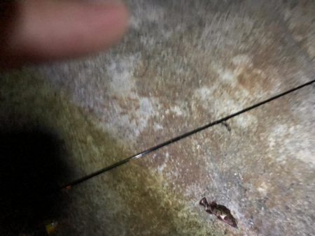 メバルが欲しい