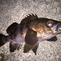 爆風メバリング