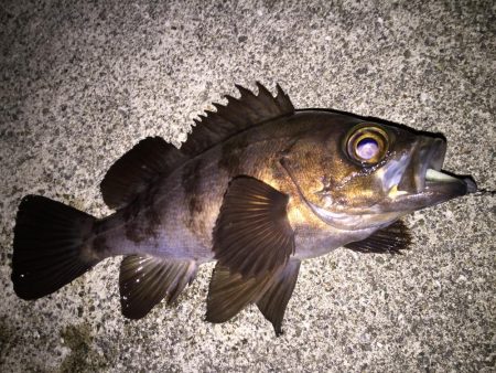 爆風メバリング