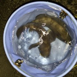 月明かりメバリング