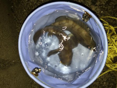 月明かりメバリング