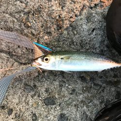 相変わらずサバ釣れます