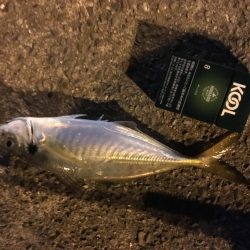 和歌山で尺アジ