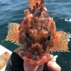 泉州丸さんでメガガシラ