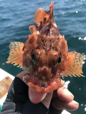 泉州丸さんでメガガシラ