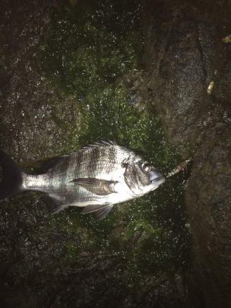 メバル狙いが・・・