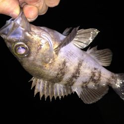 フロートメバリング